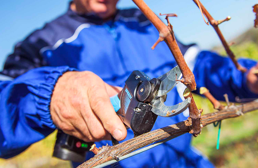 brze lagane i praktične akumulatorske škare koje su specifično dizajnirane da vrše male rezove pri velikim brzinama. Koriste se u rasadnicima i vinogradarstvu.